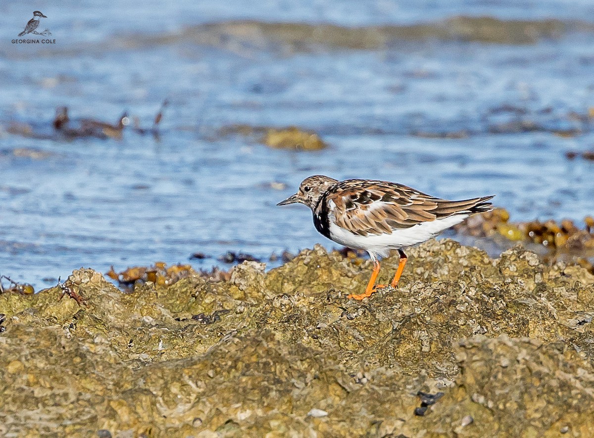 Ruddy Turnstone - Georgina Cole