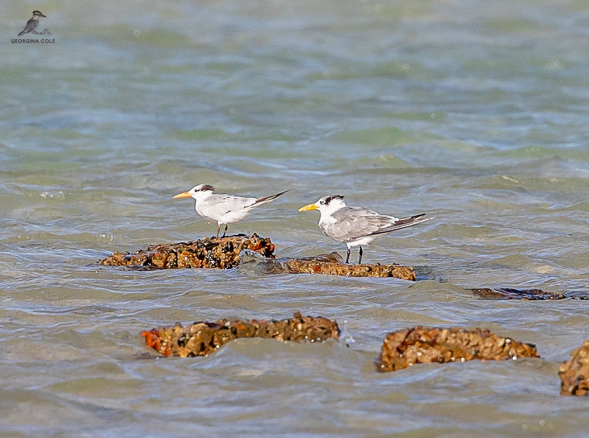 Great Crested Tern - ML610275876