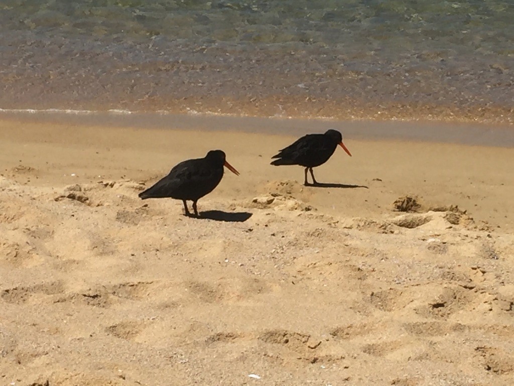 ニュージーランドミヤコドリ - ML610275905