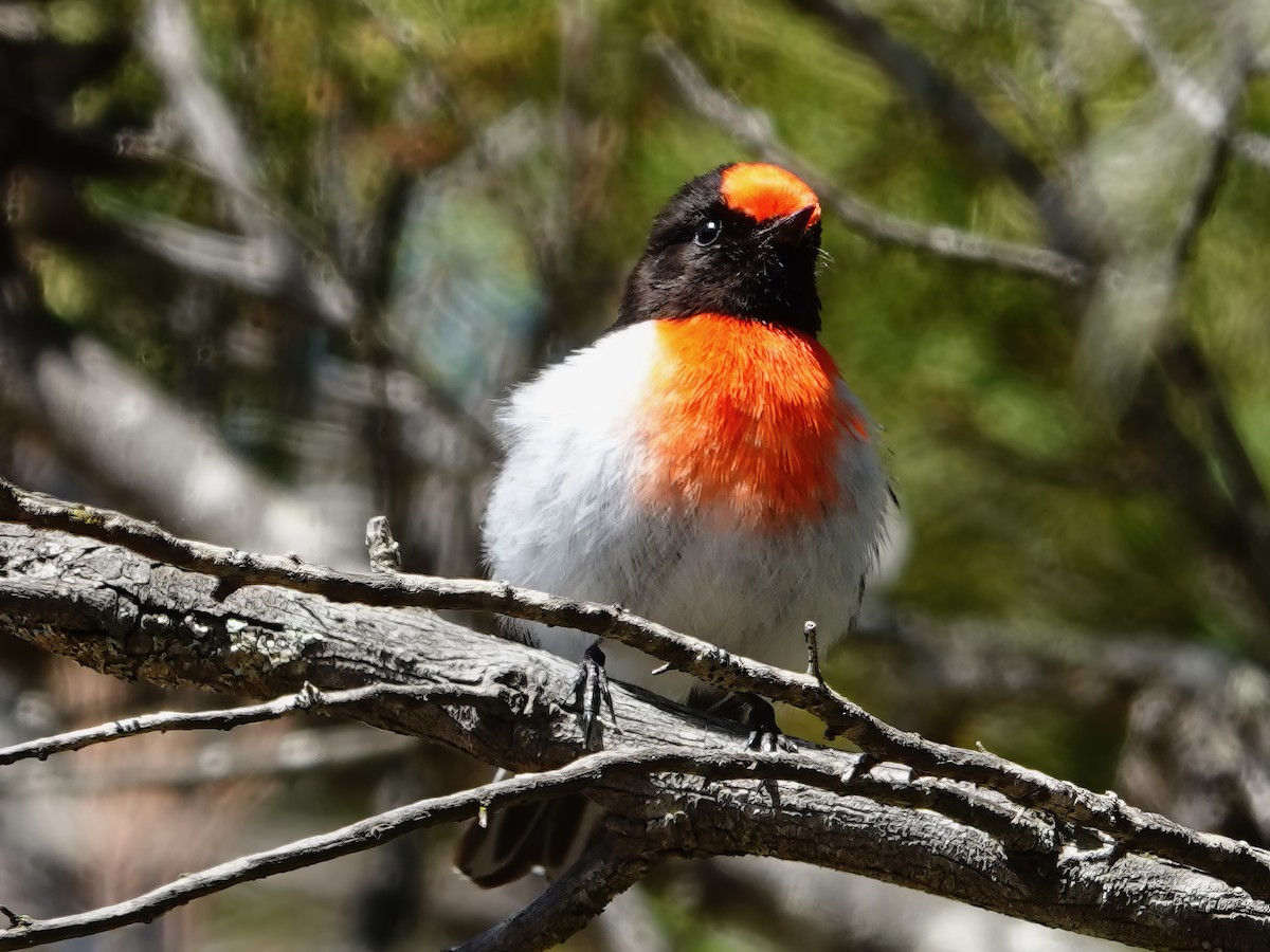 Red-capped Robin - ML610275927