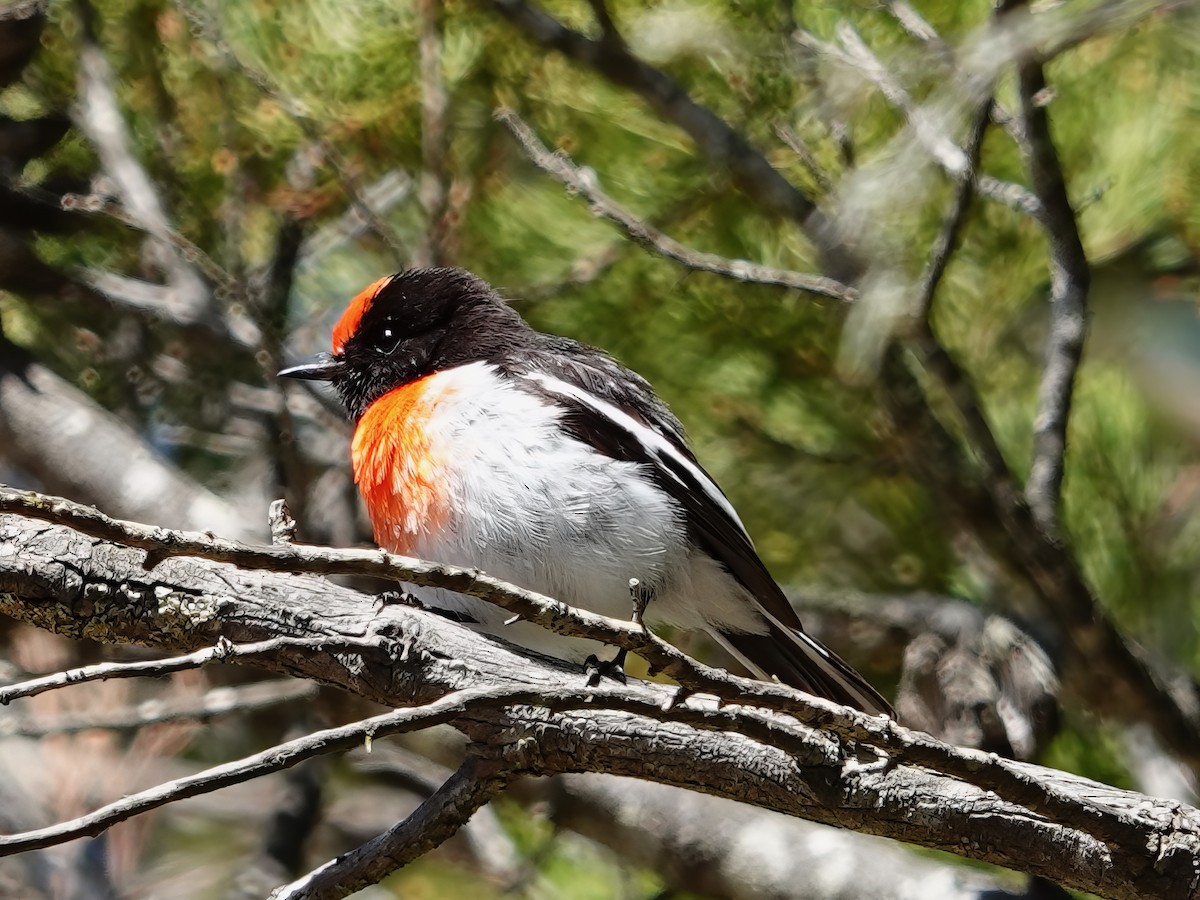 Red-capped Robin - ML610275928