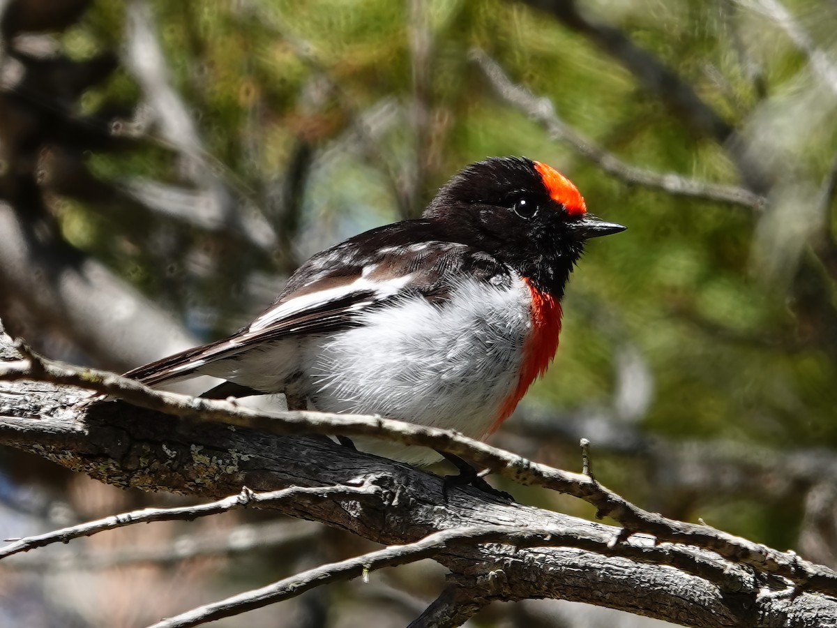 Red-capped Robin - ML610275929