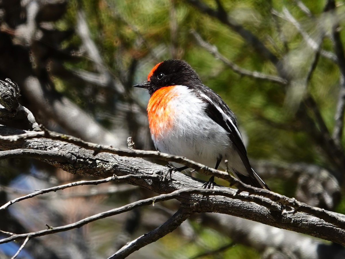 Red-capped Robin - ML610275930