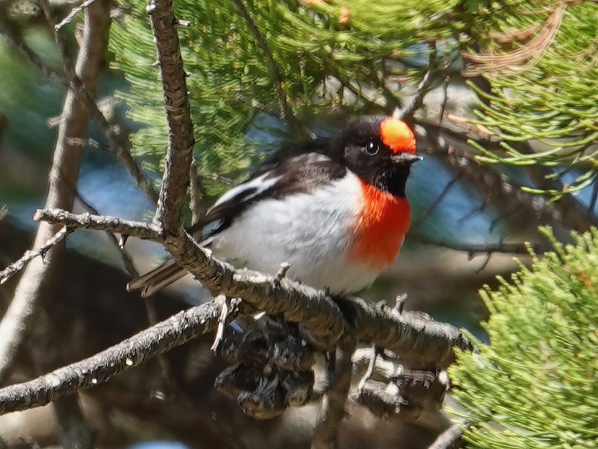 Red-capped Robin - ML610275931