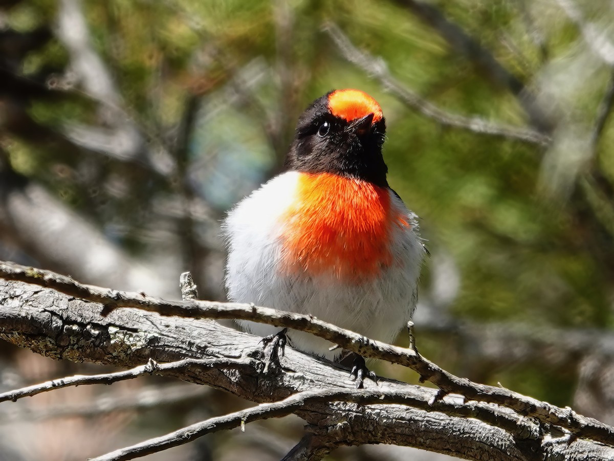 Red-capped Robin - ML610275932