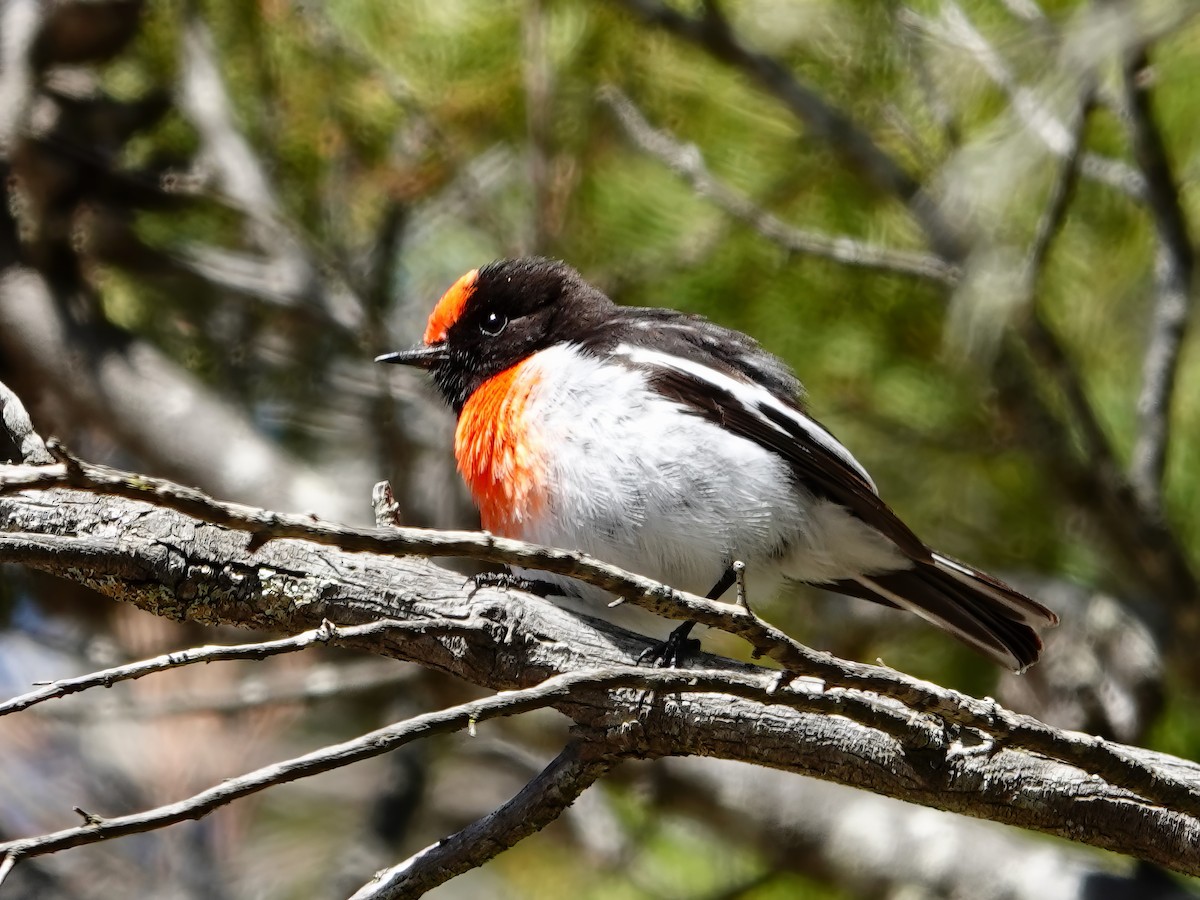 Red-capped Robin - ML610275933