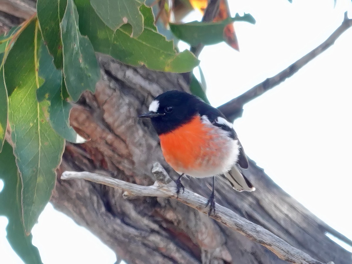 Scarlet Robin (Scarlet) - Whitney Mortimer