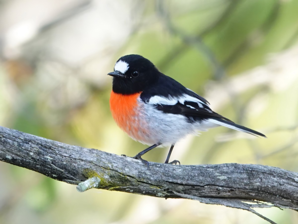 Scarlet Robin (Scarlet) - ML610275979