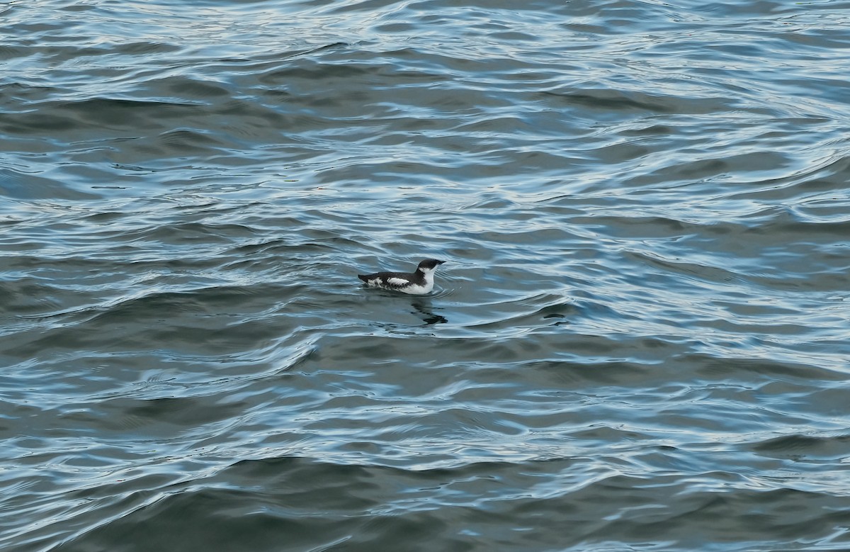 Marbled Murrelet - ML610276045