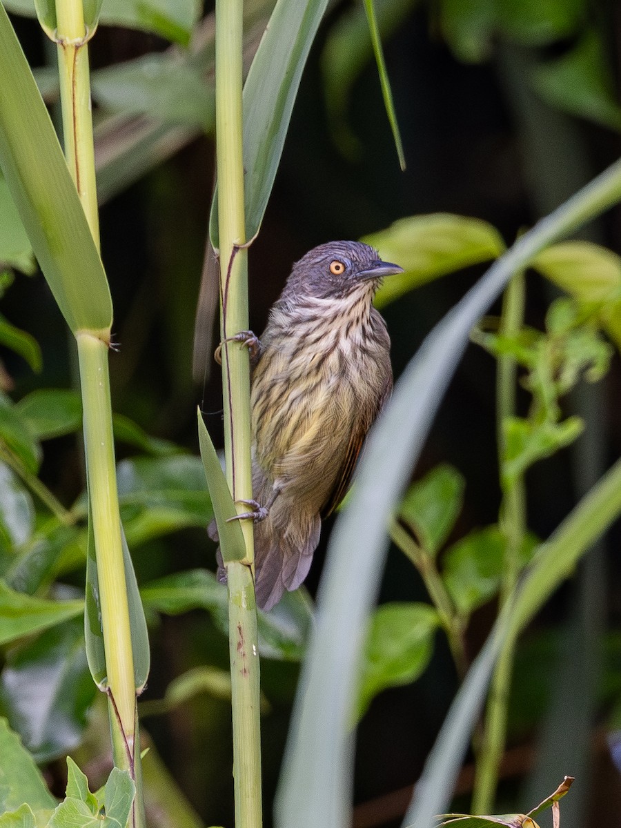 Bold-striped Tit-Babbler - ML610276064