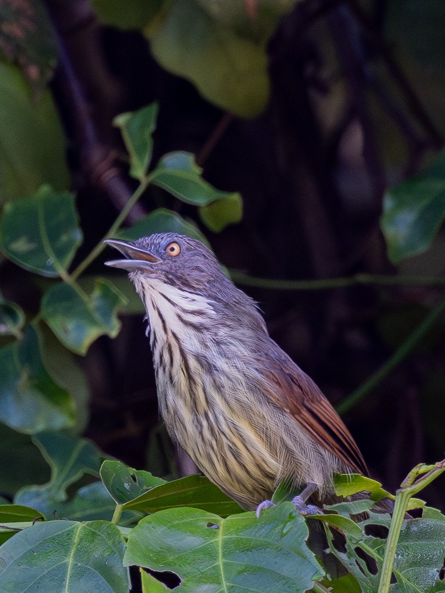 Bold-striped Tit-Babbler - ML610276065