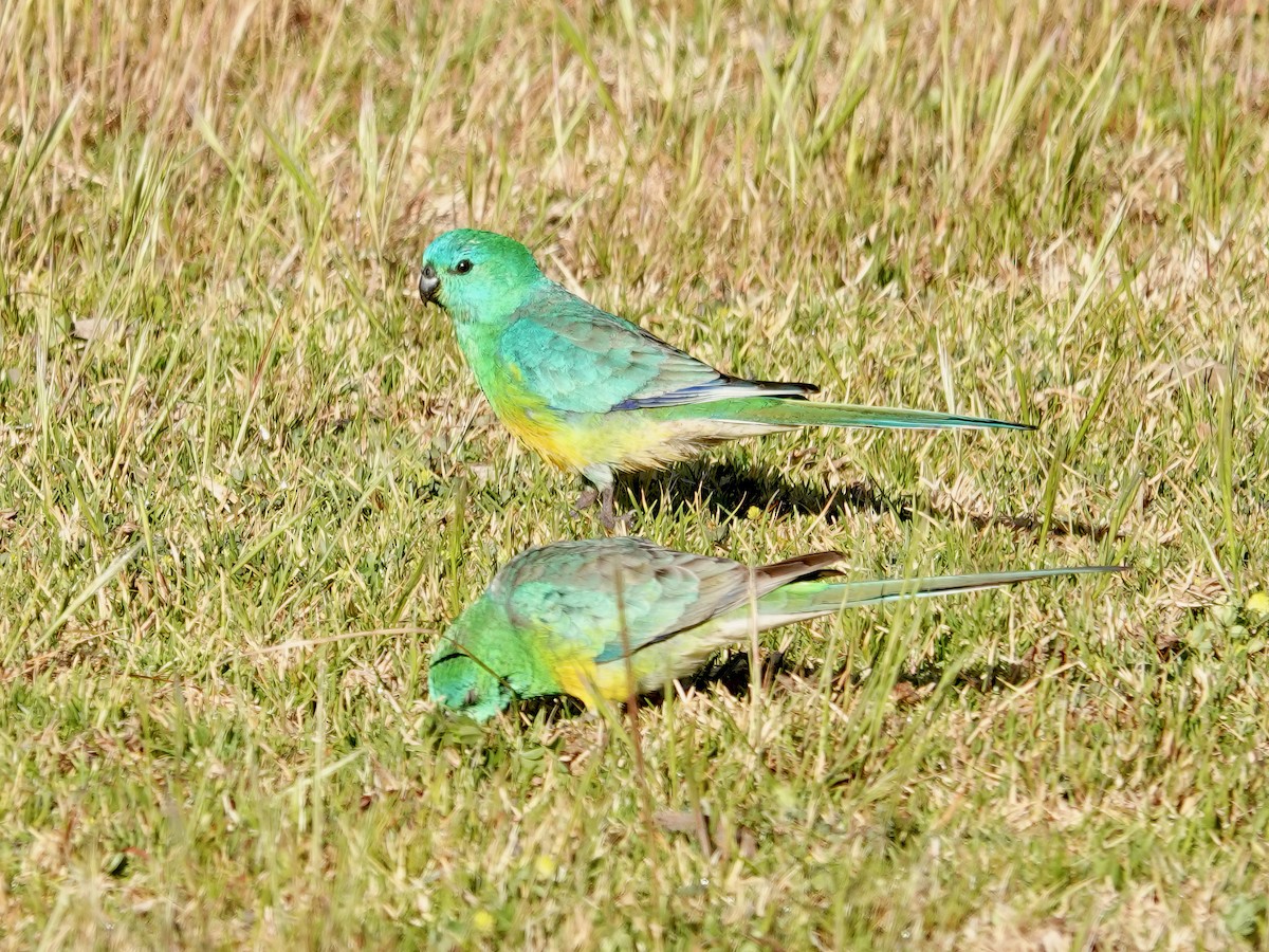 Red-rumped Parrot - ML610276067