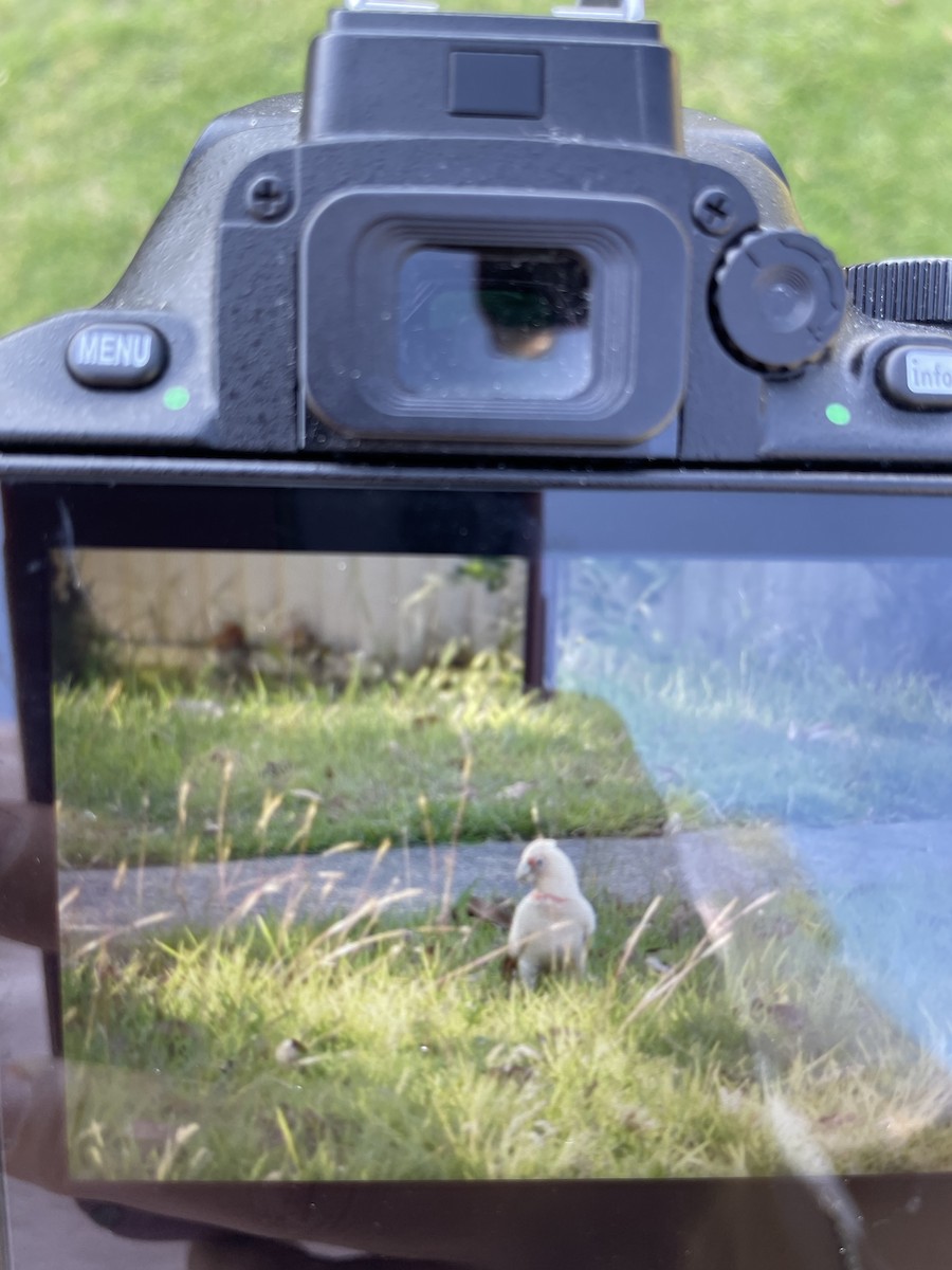 Long-billed Corella - ML610276107