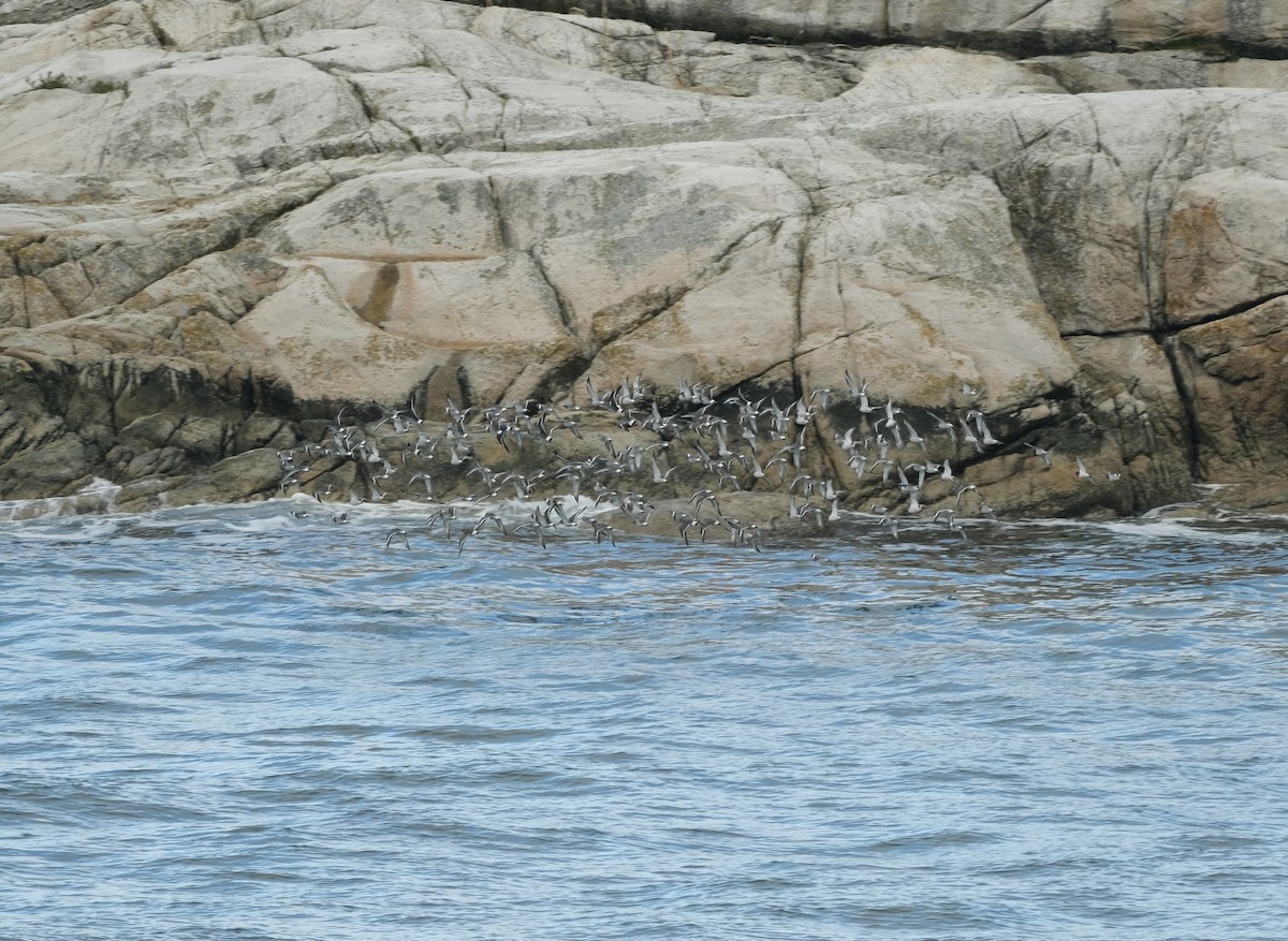 Surfbird - ML610276145