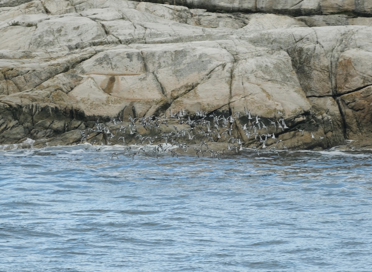 Surfbird - ML610276145