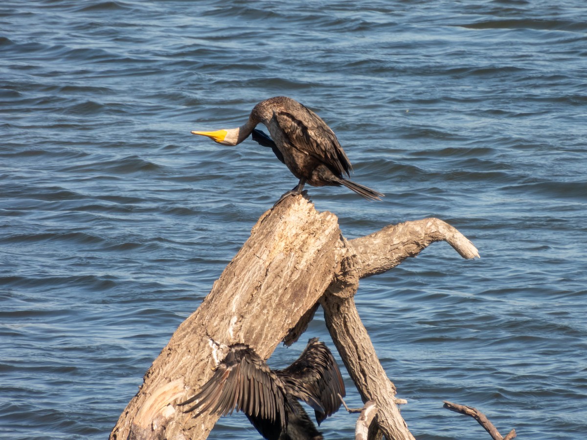 Double-crested Cormorant - Ruslan Balagansky