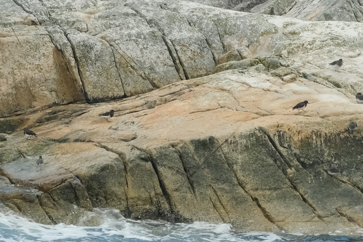 Black Turnstone - ML610276222