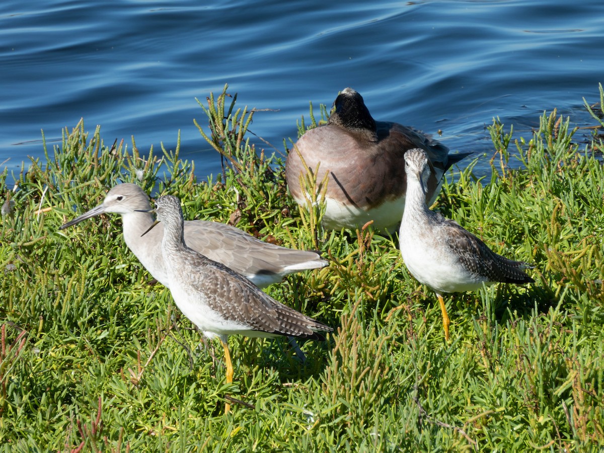 Greater Yellowlegs - ML610276250