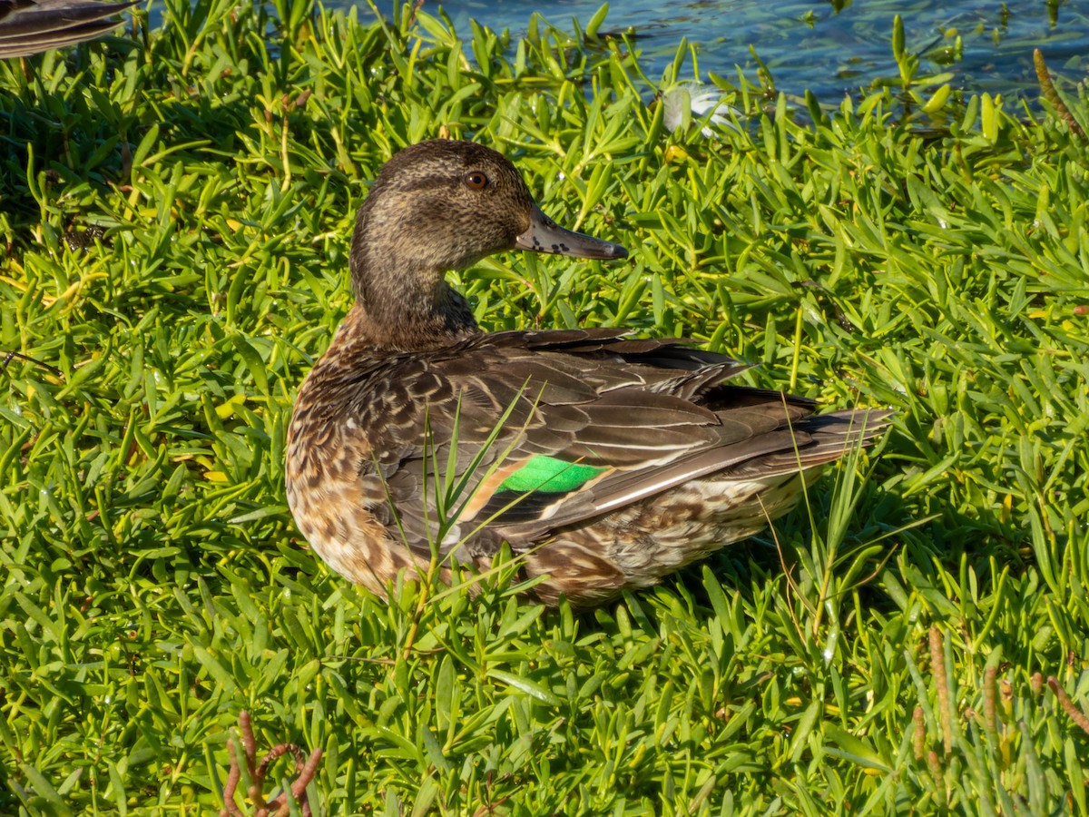 Green-winged Teal - ML610276255