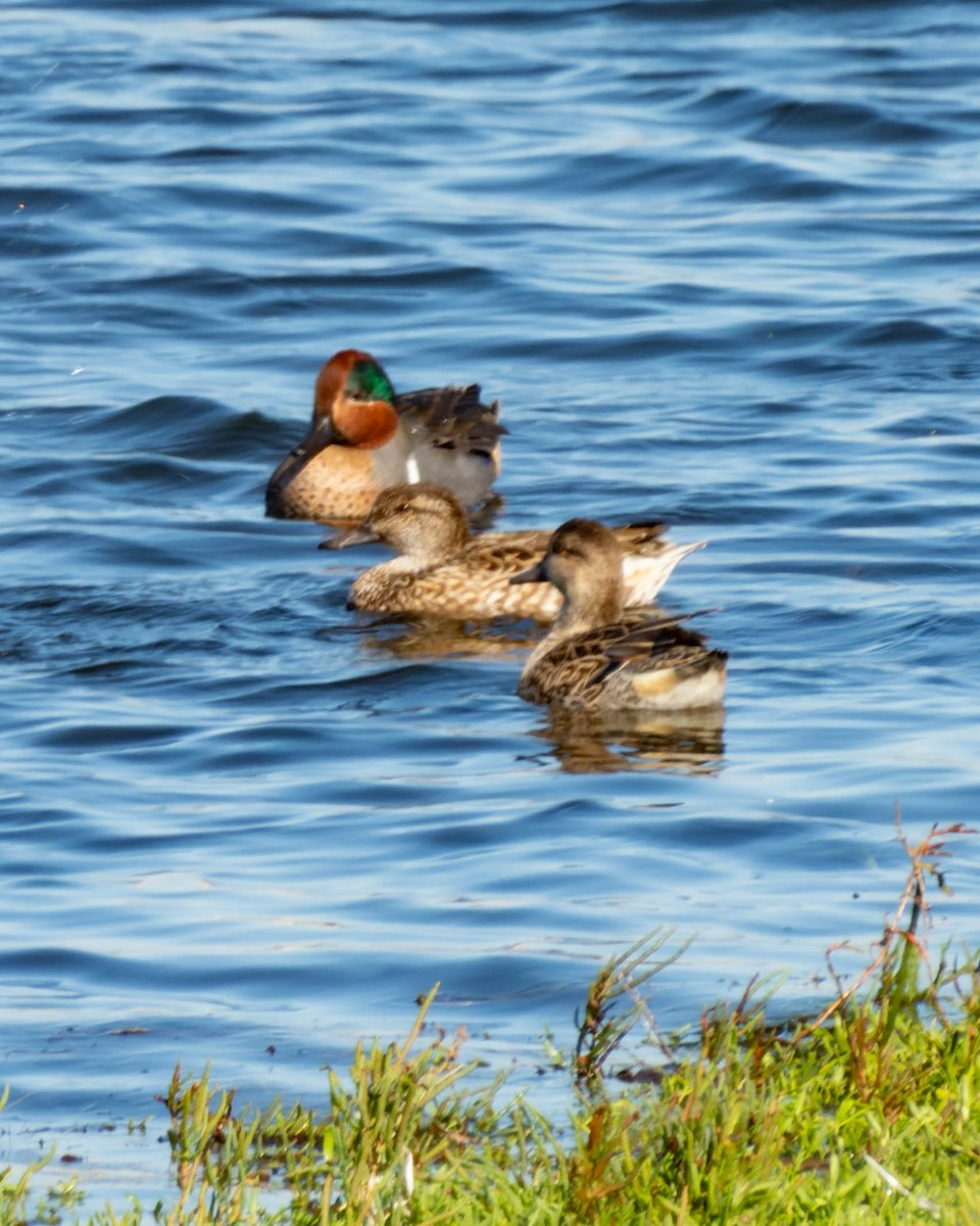 Green-winged Teal - ML610276257