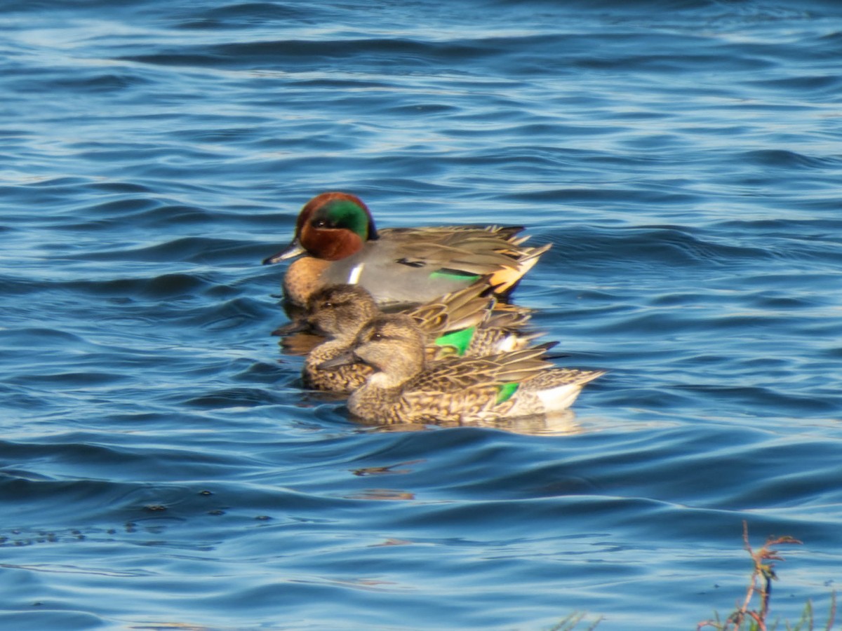 Green-winged Teal - ML610276259