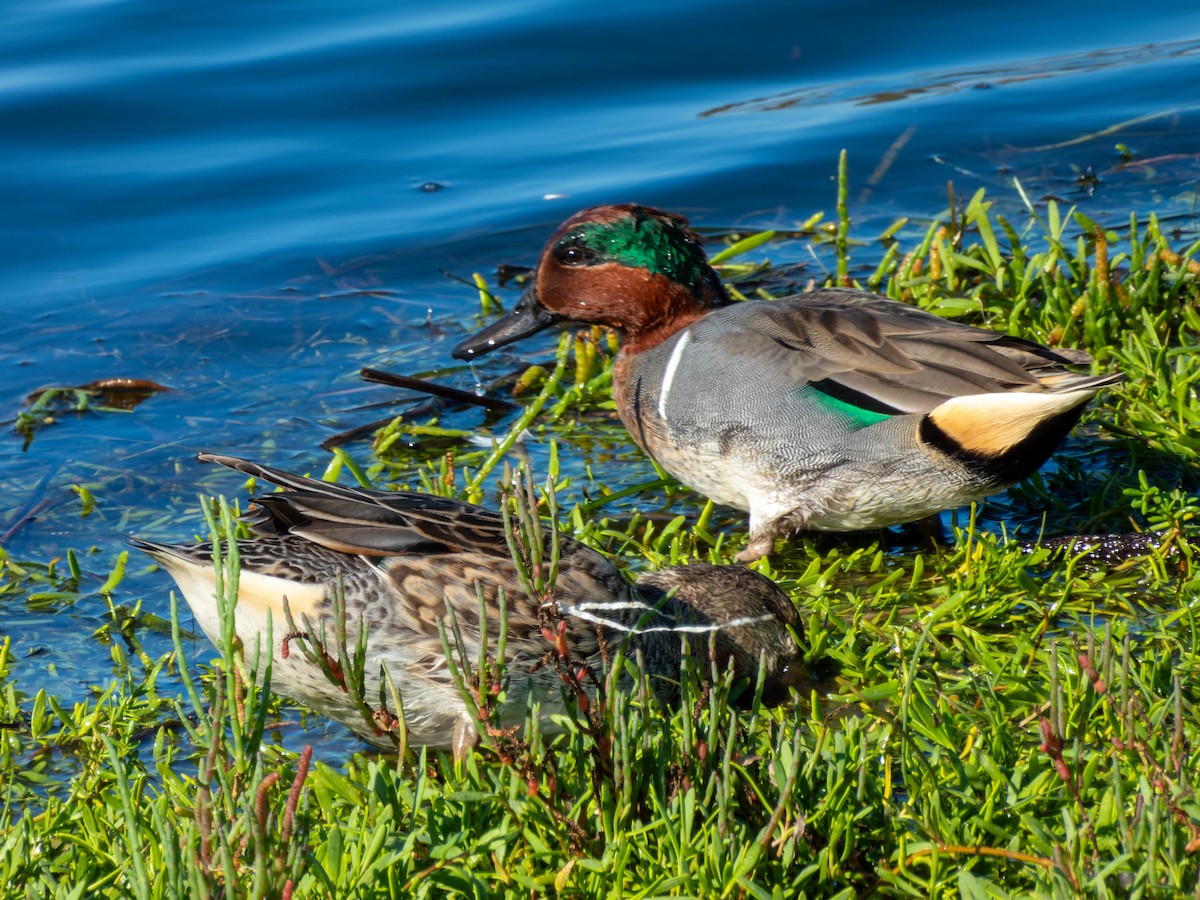 Green-winged Teal - ML610276260