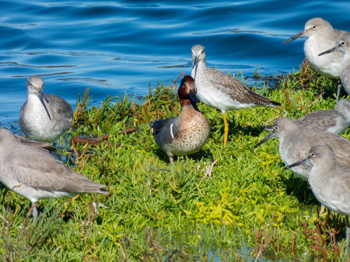 Green-winged Teal - ML610276261