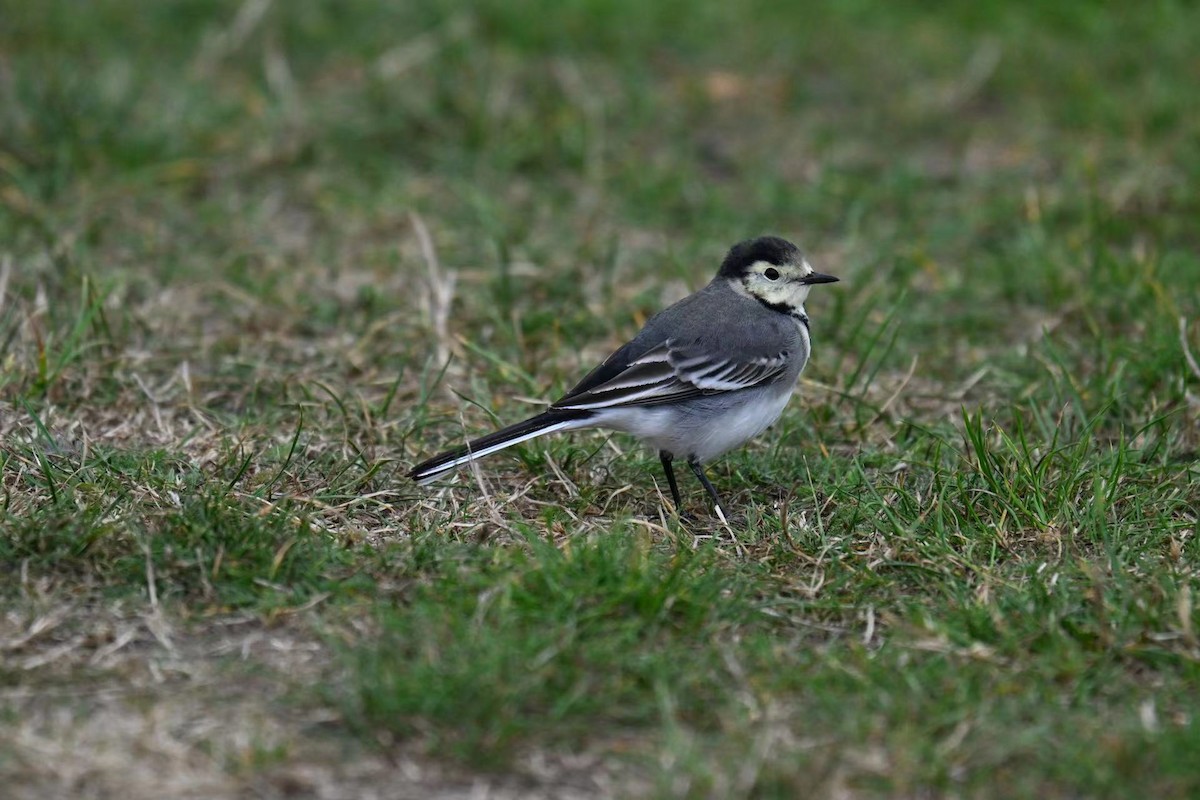 White Wagtail - ML610276365