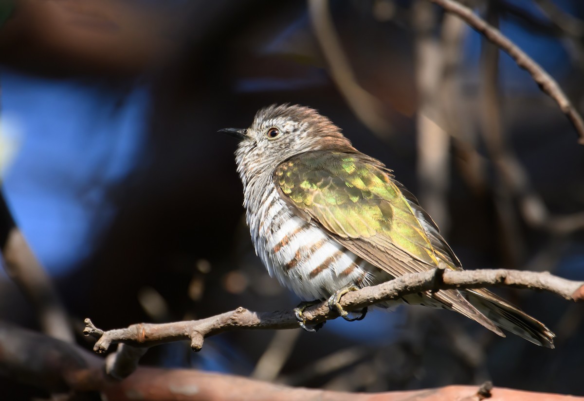 Shining Bronze-Cuckoo - ML610276366