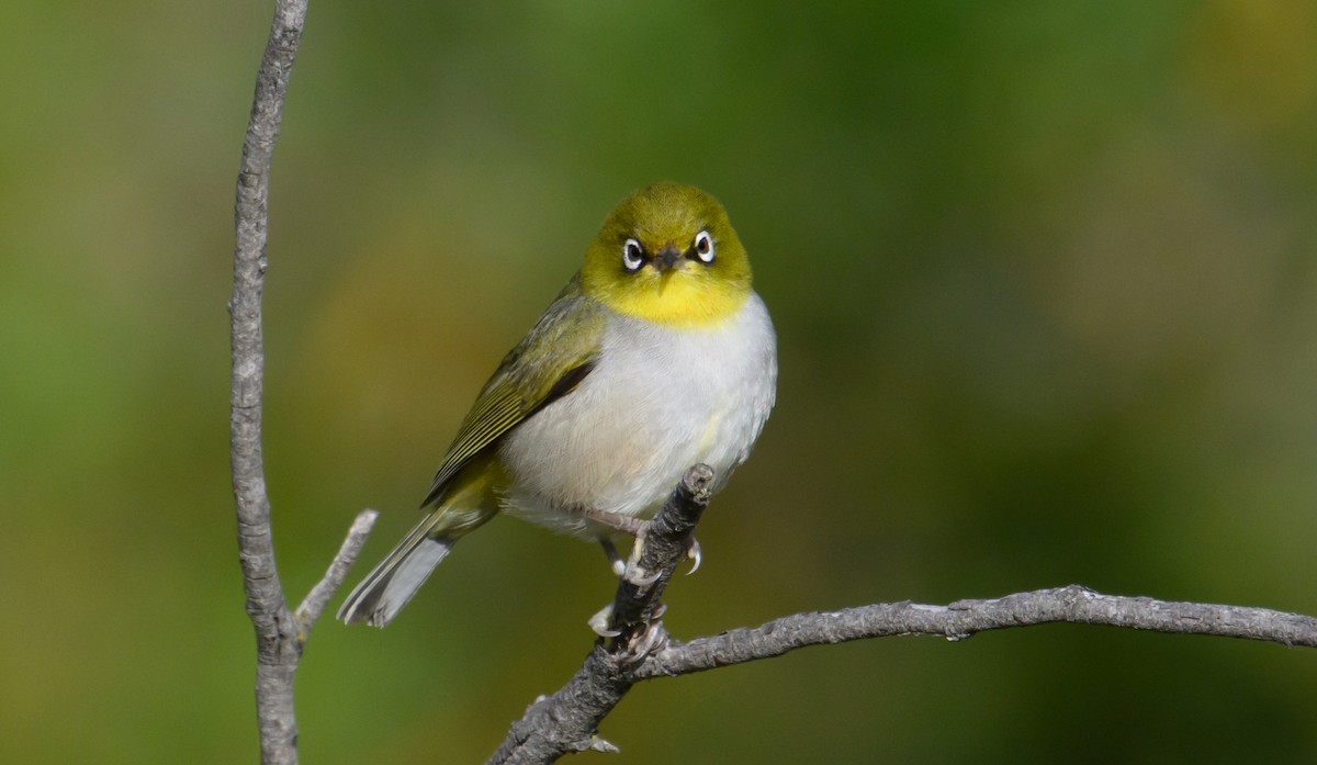 Silvereye - ML610276397