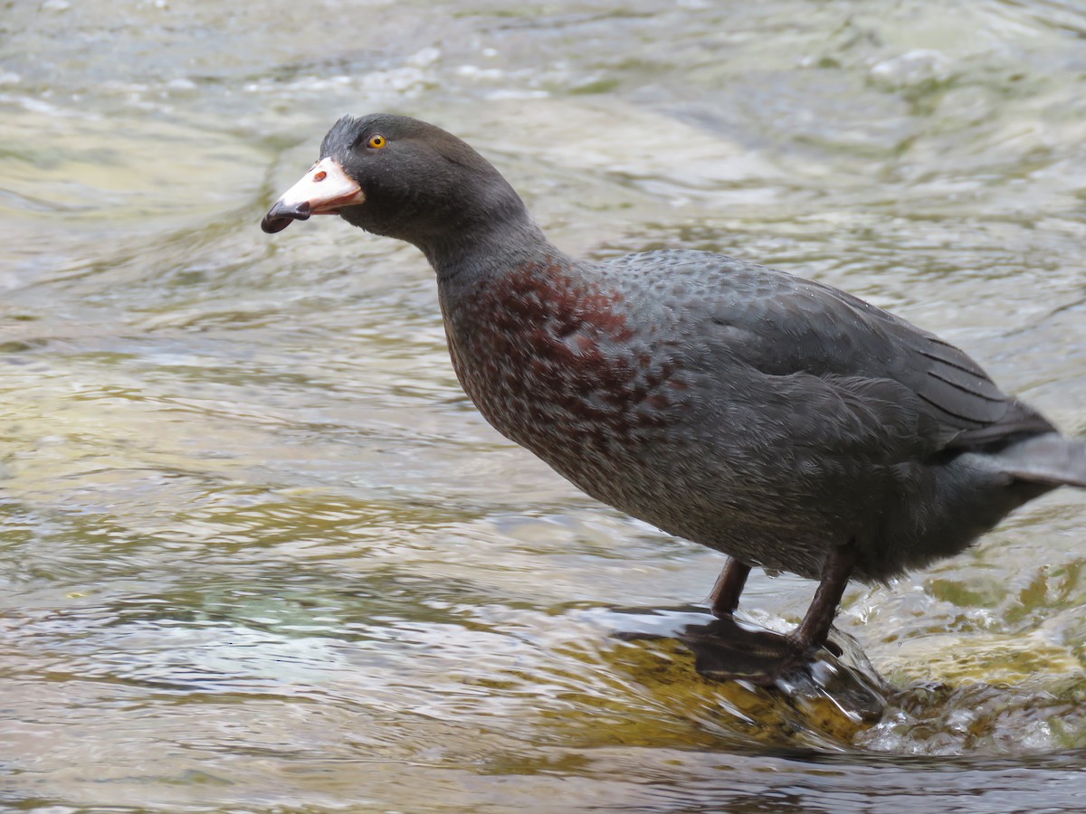 Blue Duck - ML610276453