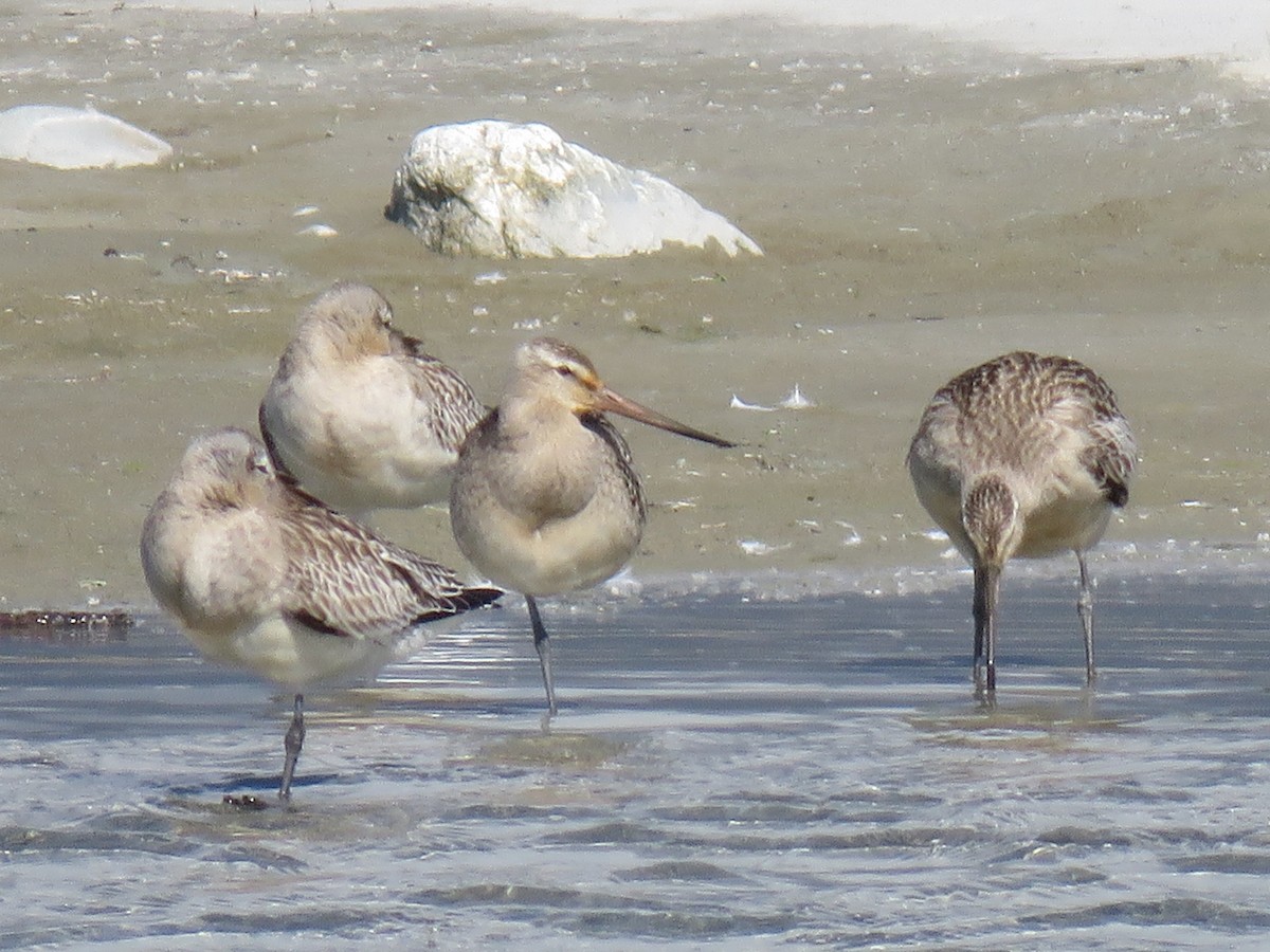 Bar-tailed Godwit - ML610276487