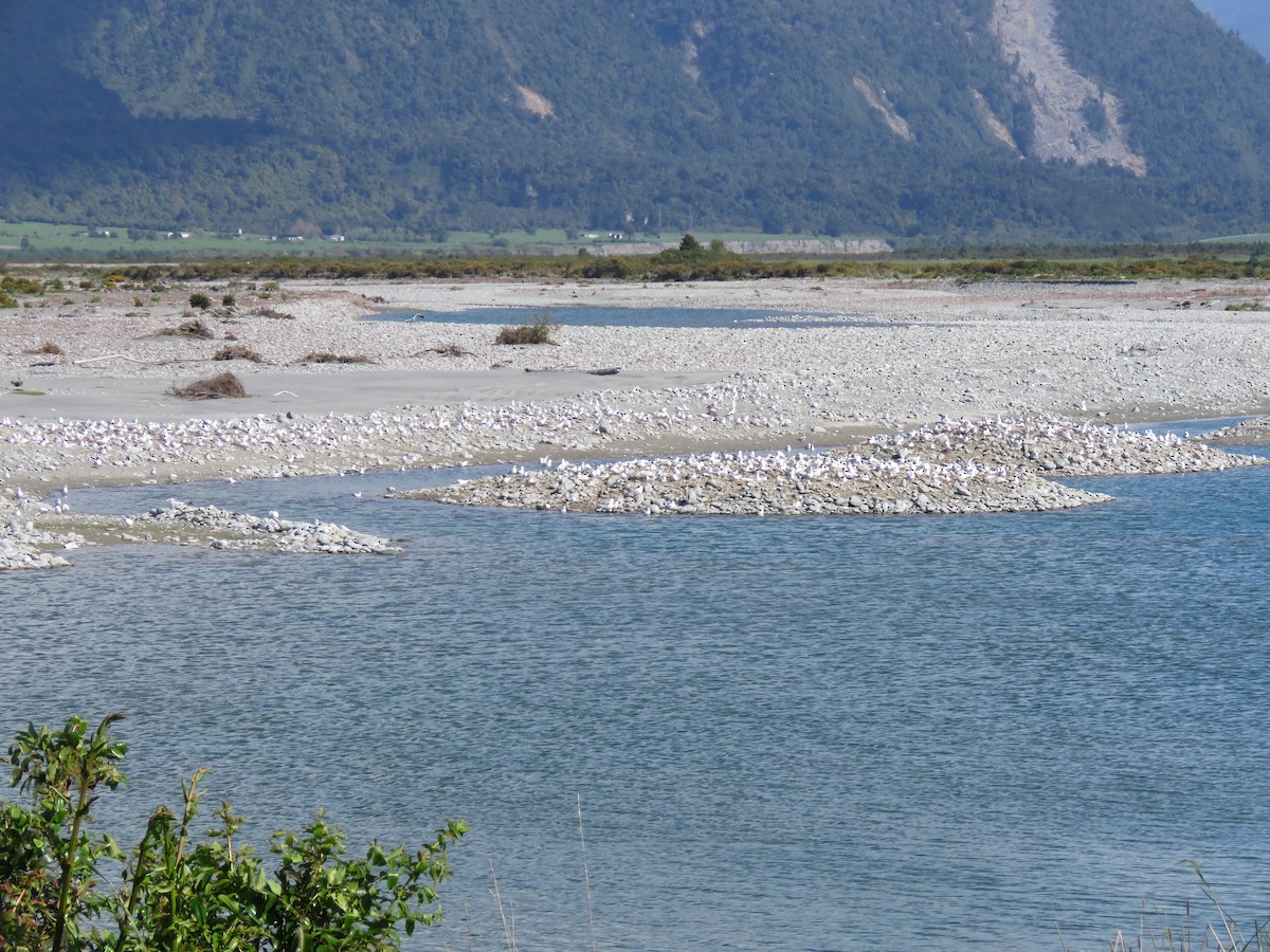 Black-billed Gull - ML610276491
