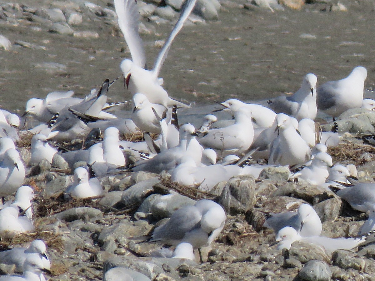 Black-billed Gull - ML610276500