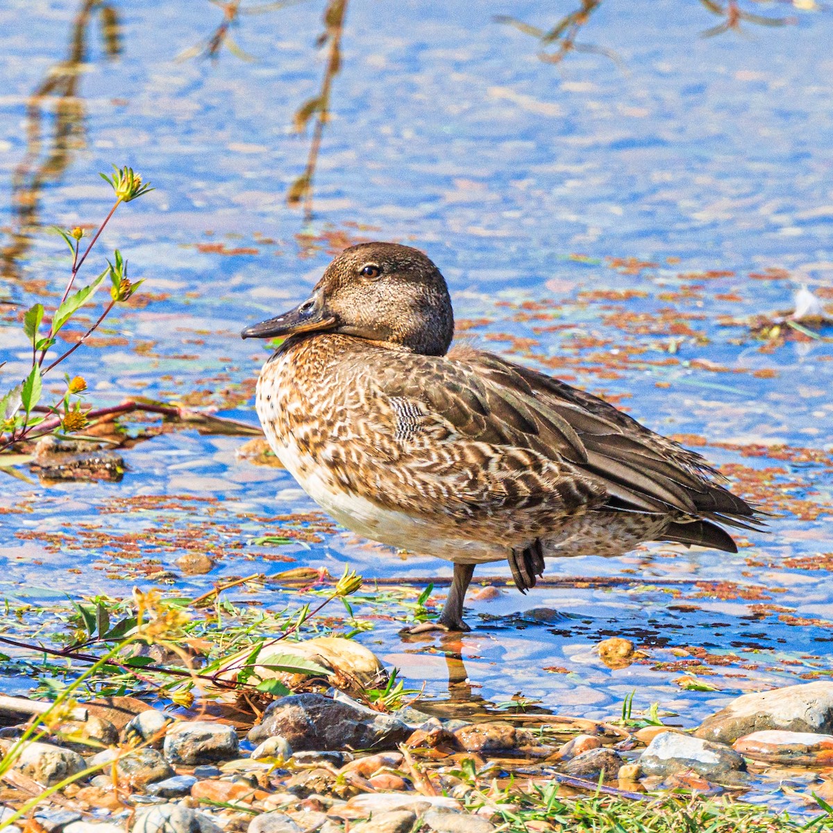 Green-winged Teal - Masaharu Inada