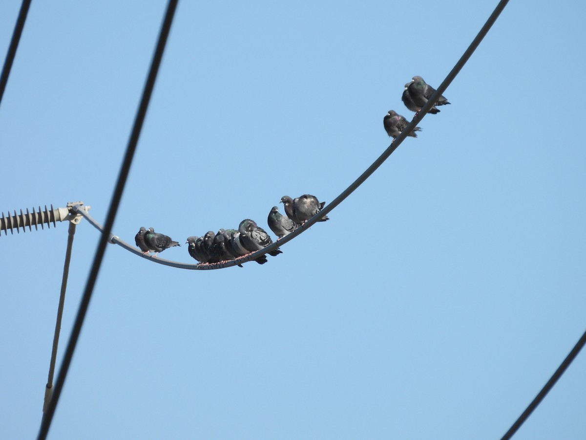 Rock Pigeon (Feral Pigeon) - ML610276556