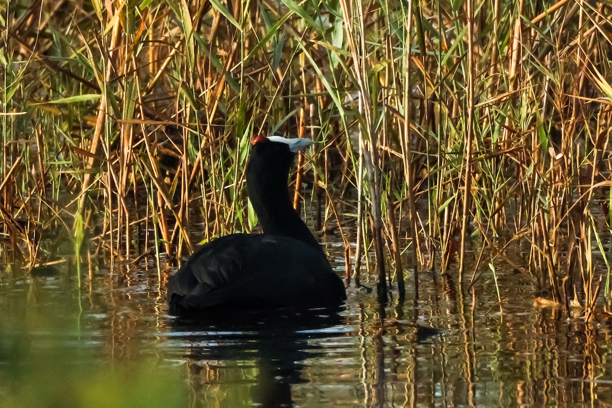 Red-knobbed Coot - ML610276609