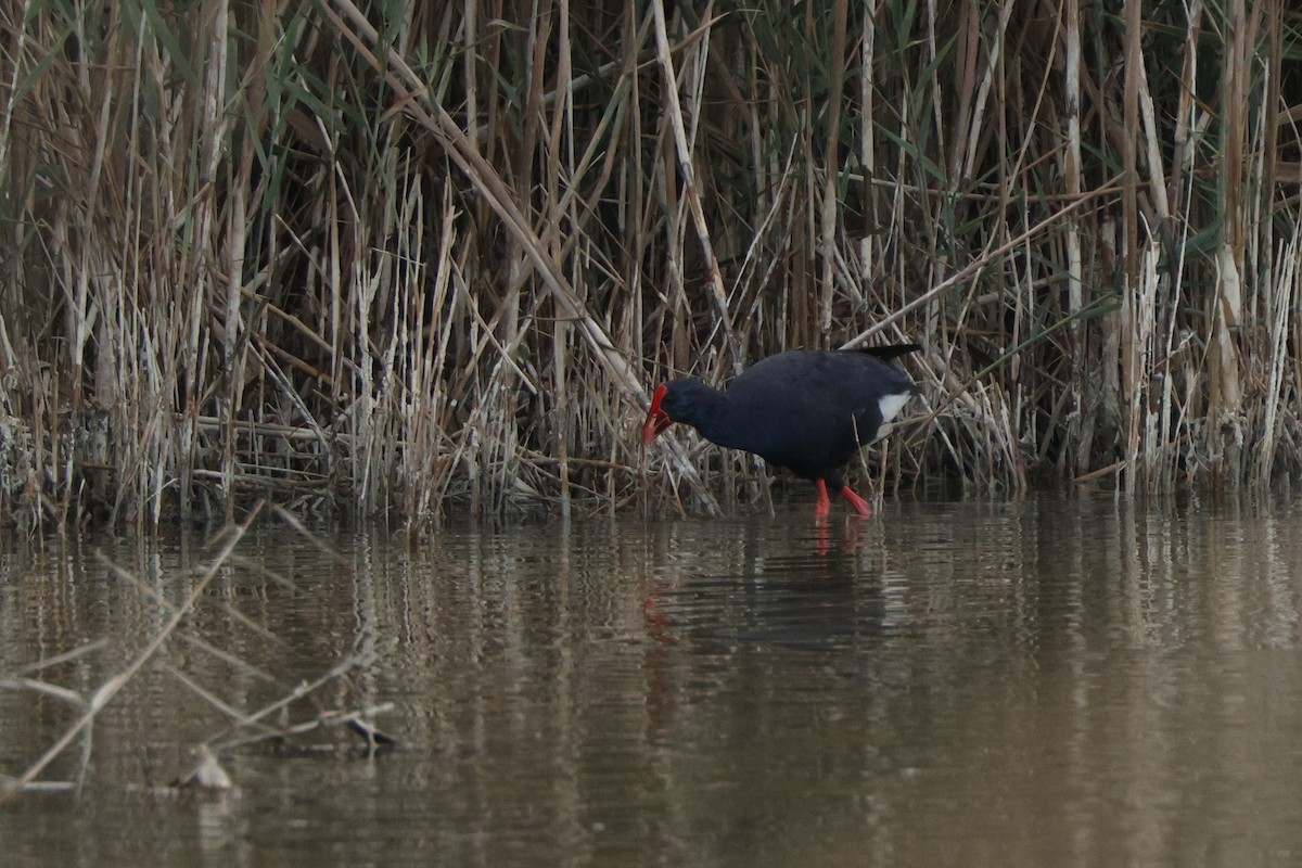 Western Swamphen - ML610276611