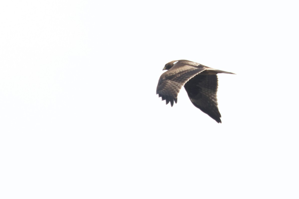 Бахим бүргэд - ML610276653