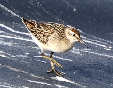 Sharp-tailed Sandpiper - Gino Ellison