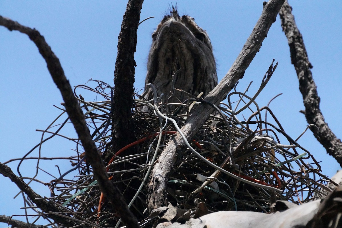 Tawny Frogmouth - ML610276666