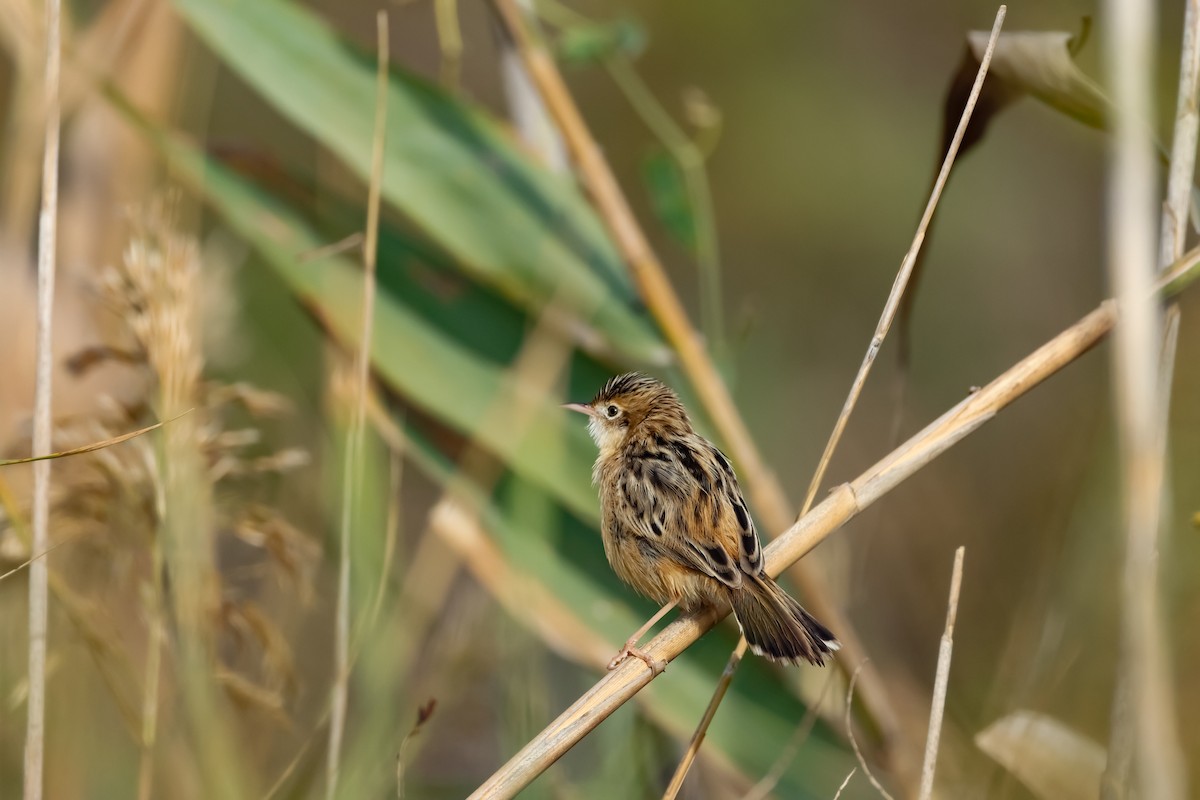 Zitting Cisticola - ML610276674