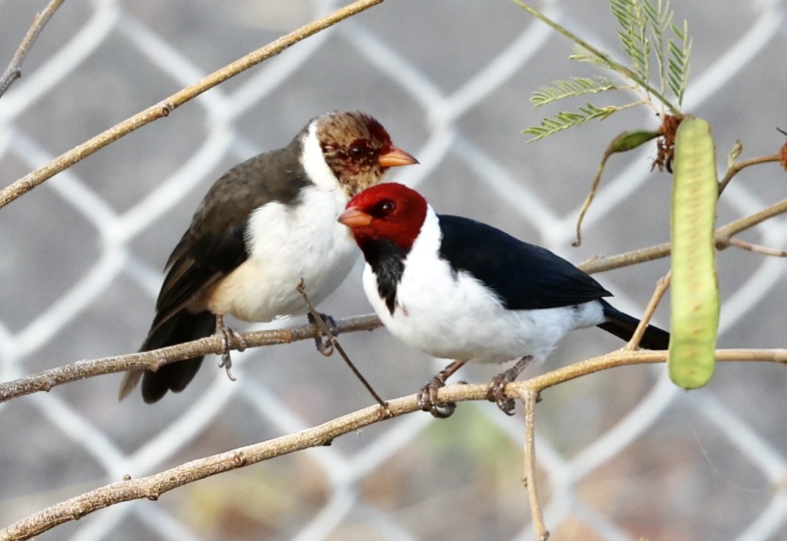 Yellow-billed Cardinal - ML610276678