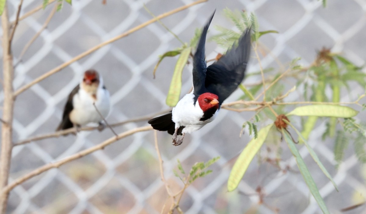 Yellow-billed Cardinal - ML610276679