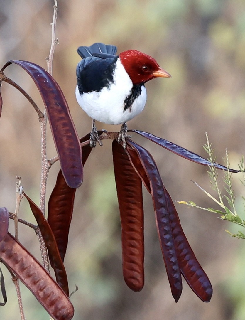 Yellow-billed Cardinal - ML610276680