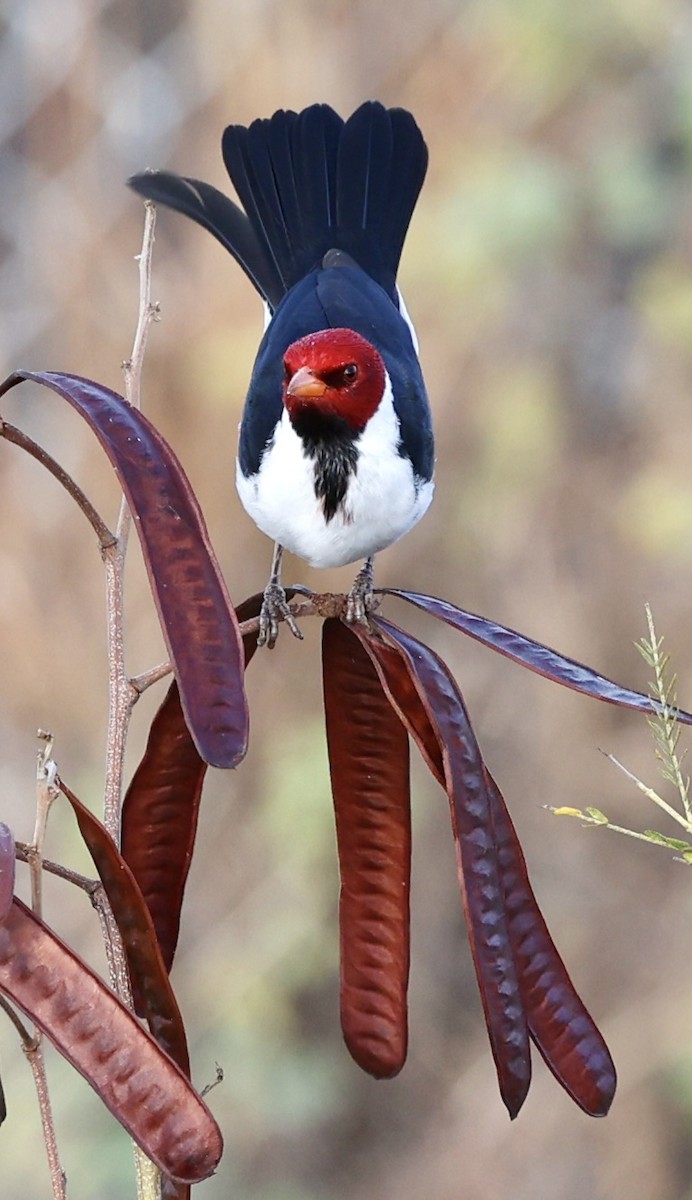 Yellow-billed Cardinal - ML610276682