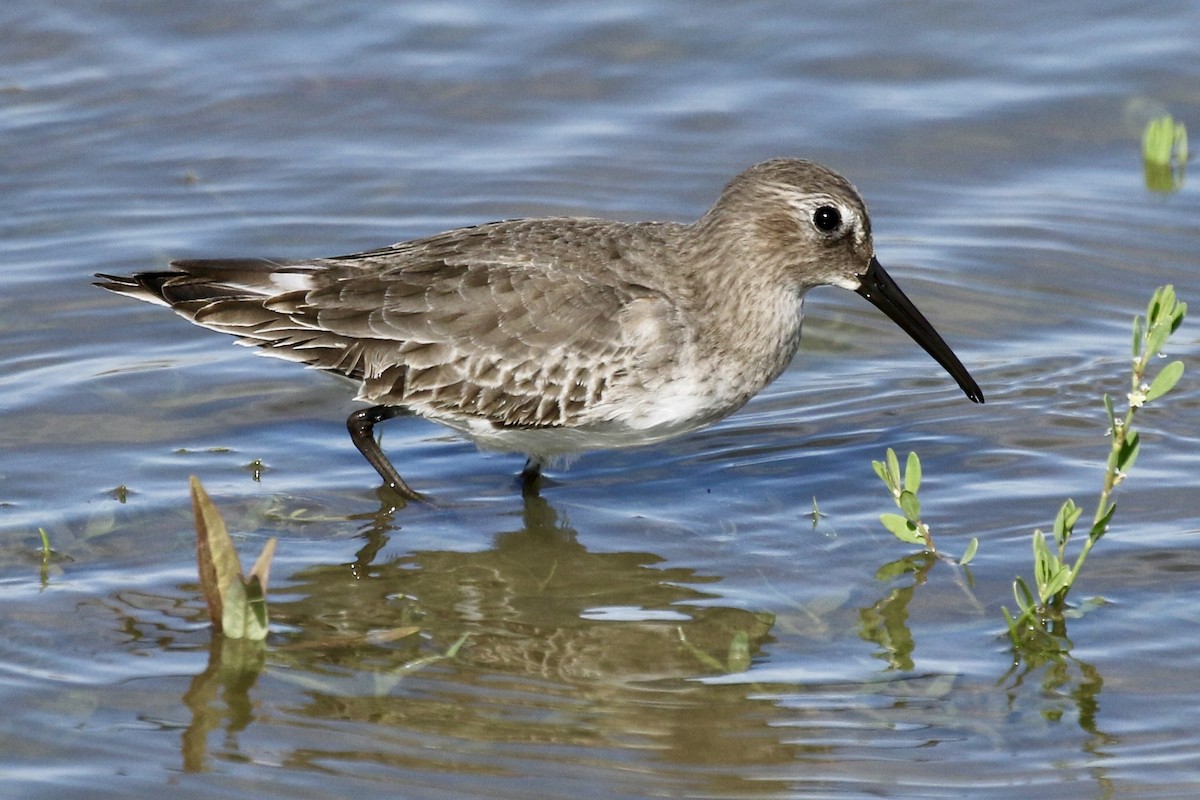 Dunlin (pacifica/arcticola) - ML610276695