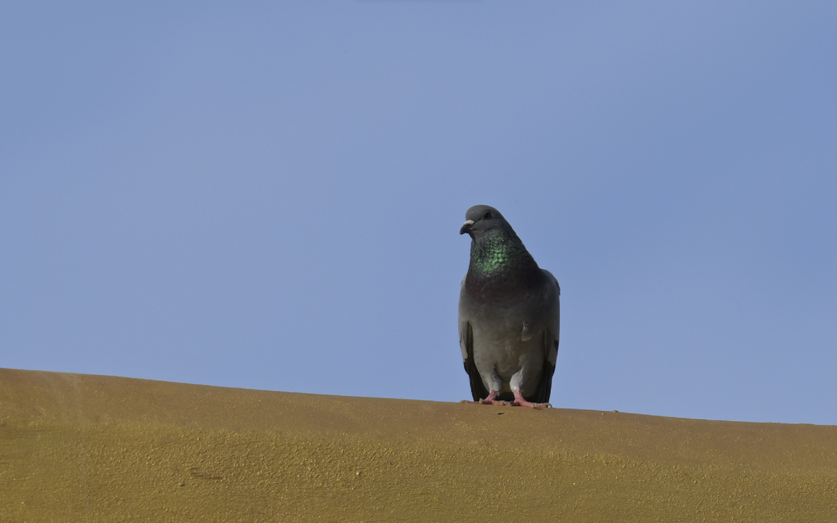 Rock Pigeon (Feral Pigeon) - Yoganand K