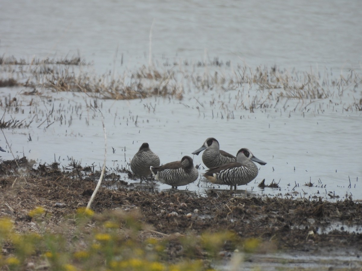 Pink-eared Duck - ML610276802