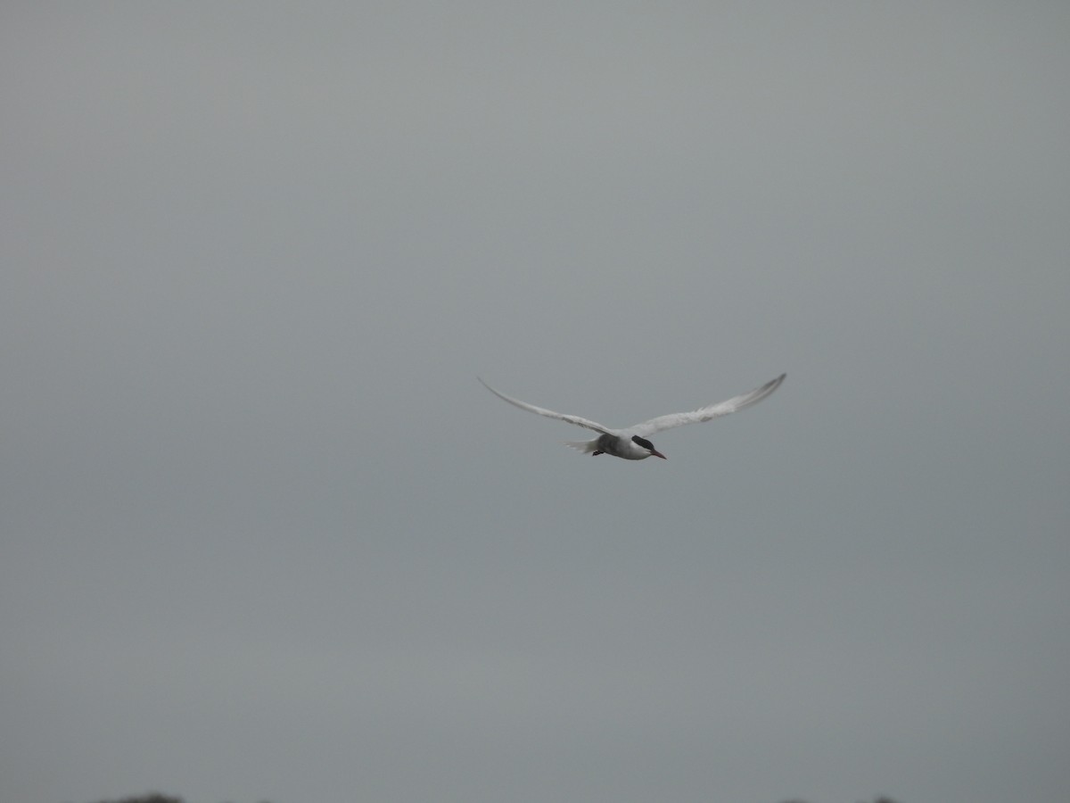 Whiskered Tern - ML610276806